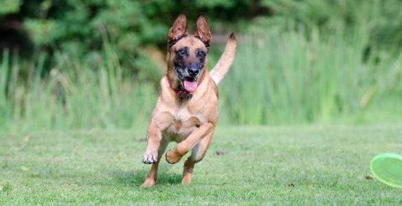 prix malinois